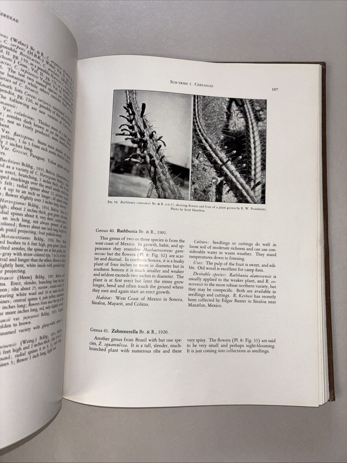 Cactaceae by Marshall & Bock – 1st Edition, Theophrastus 1941 Hardcover