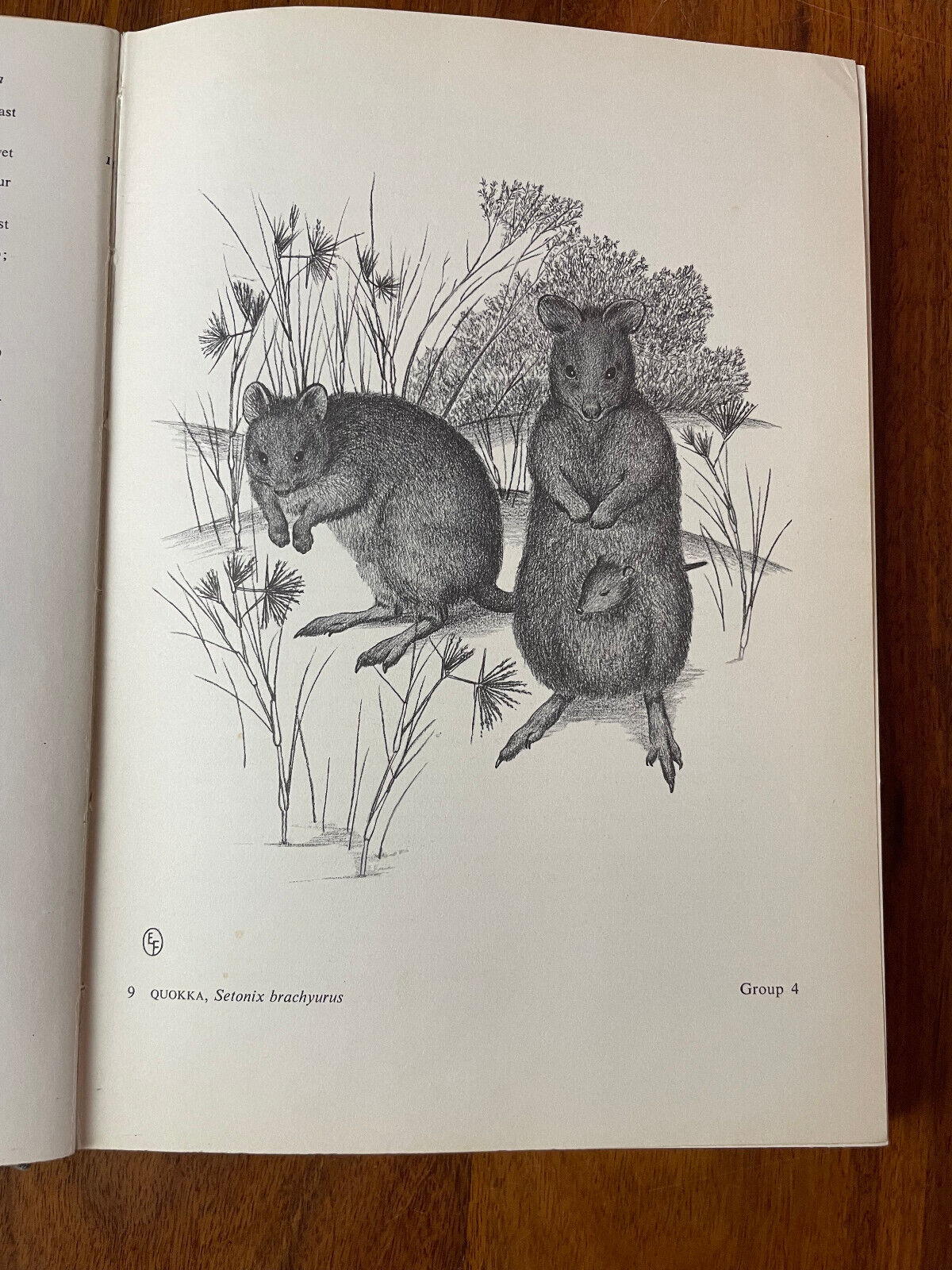 W D L Ride; A Guide To The Native Mammals Of Australia (HB/DJ) Drawings Ella Fry