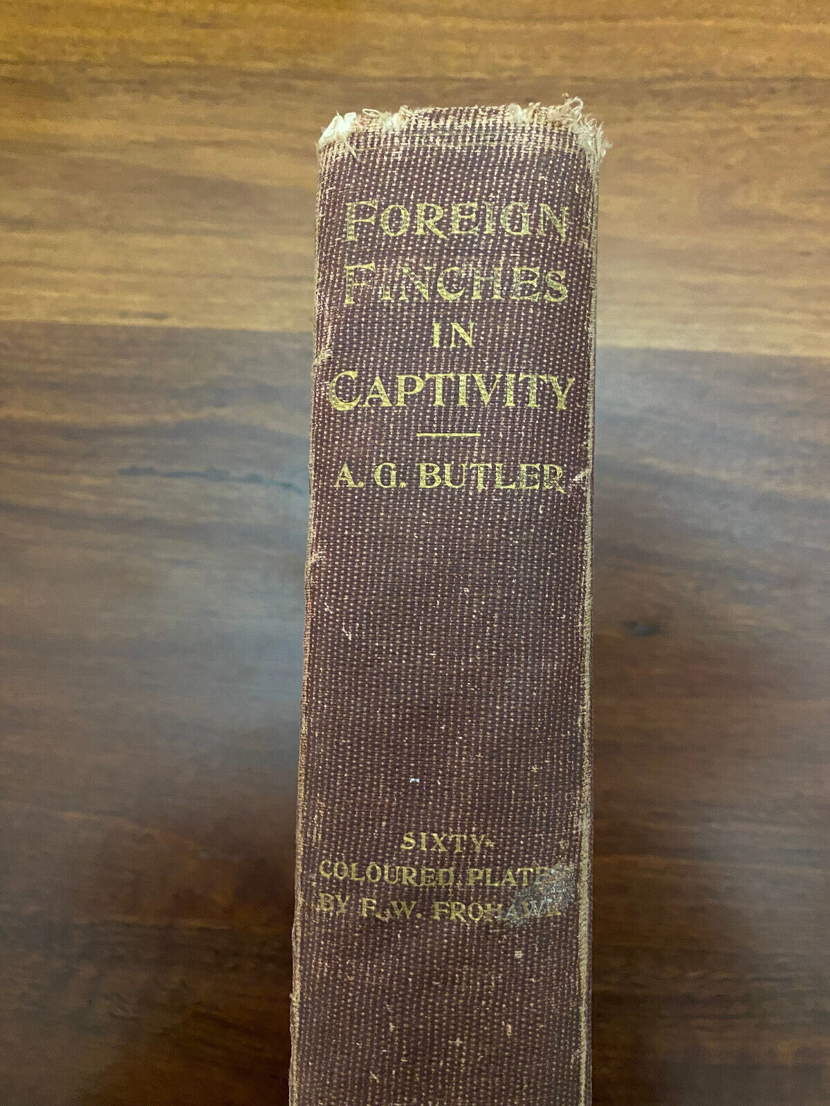 Foreign Finches in Captivity by Butler, Arthur G (Hardcover, 1899) 2nd edition