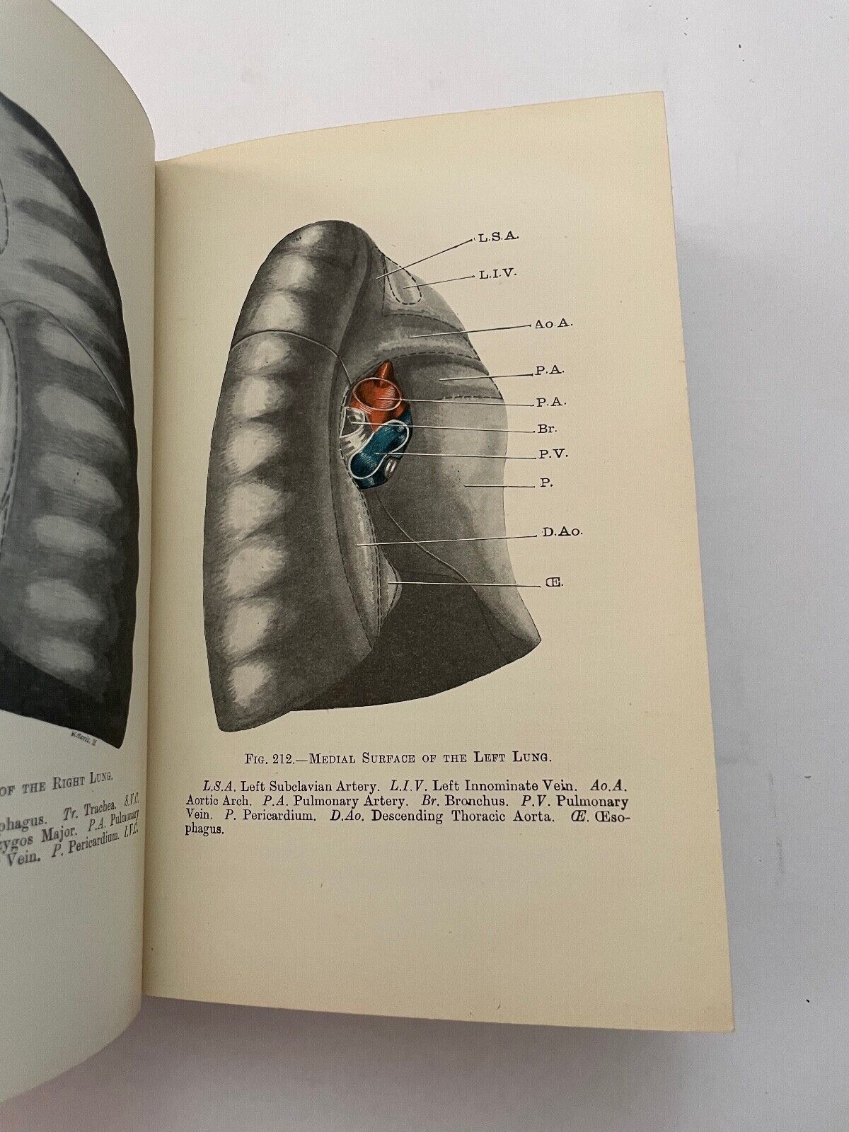 Practical Anatomy by Parsons and Wright Vol II 1923