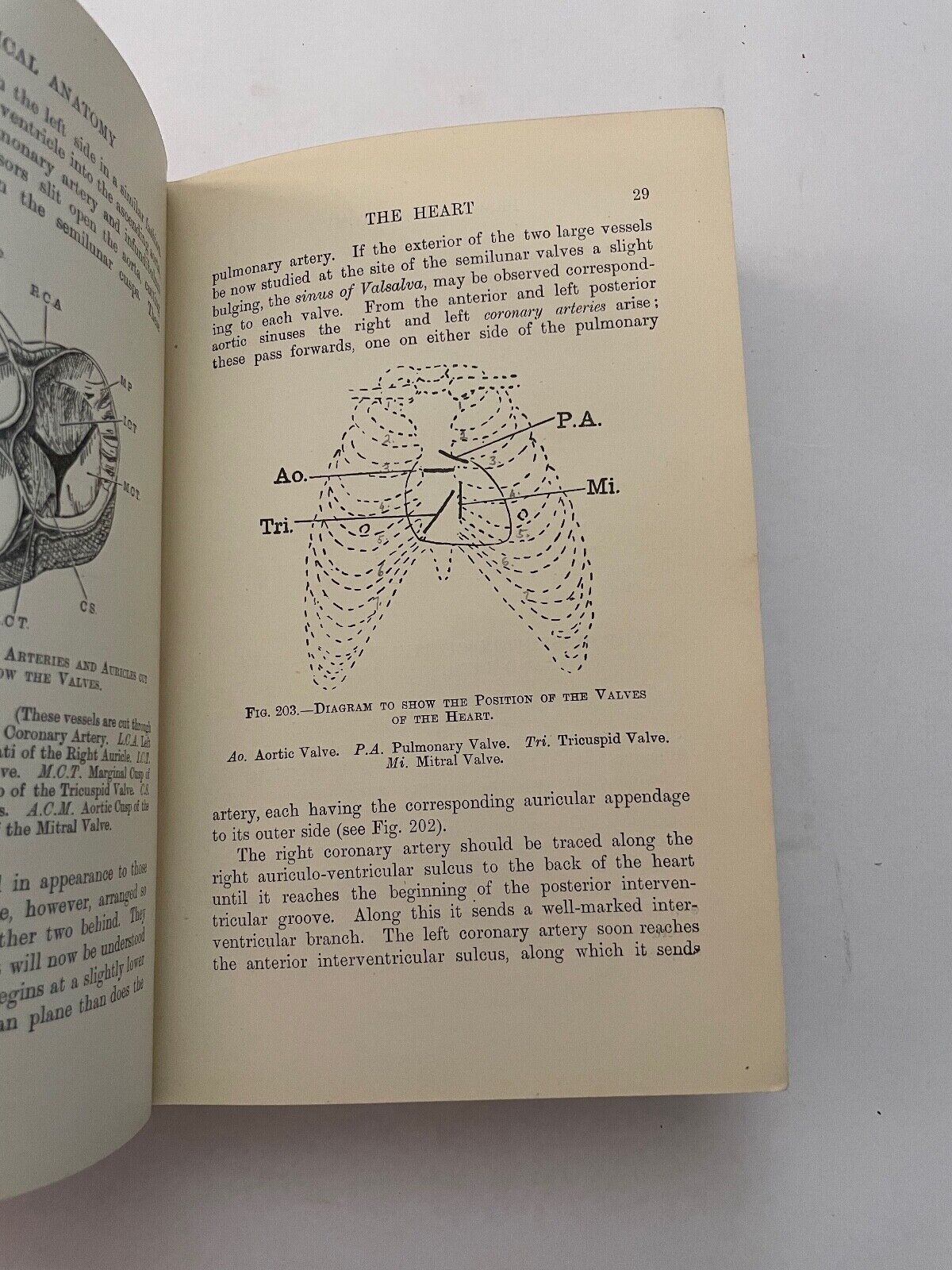 Practical Anatomy by Parsons and Wright Vol II 1923
